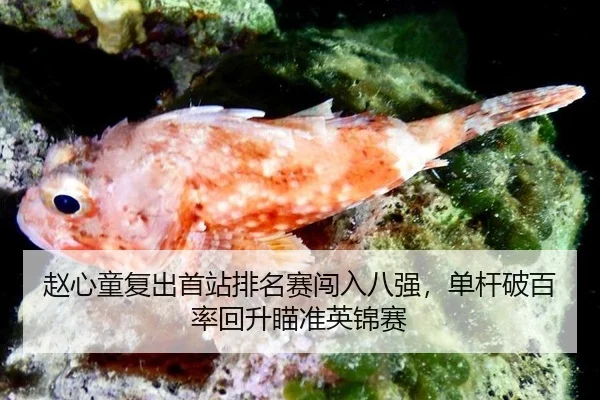 zhao-xin-tong-fu-chu-shou-zhan-pai-ming-sai-chuang-ru-ba-qiang-dan-gan-po-bai-lv-hui-sheng-miao-zhun-ying-jin-sai-2-417.jpg